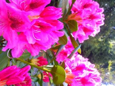 هالیدی این اکسپرس اند سوئیتس ساری