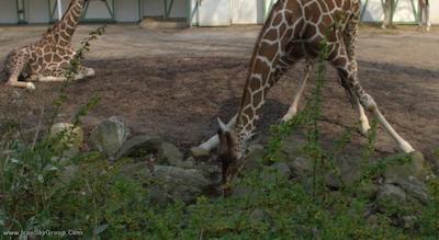 همپشایر هتل-لنکستر آمستردام