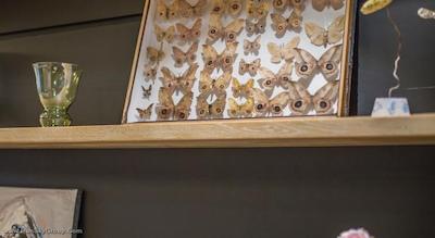 کاتالونيا وندل آمستردام