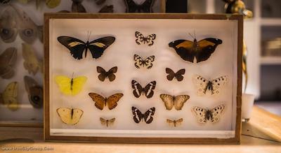 کاتالونيا وندل آمستردام