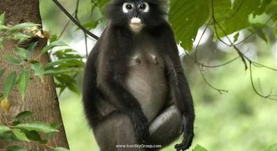 د اندامن، ای لاکچری کالکشن ریزورت، لنکاوی