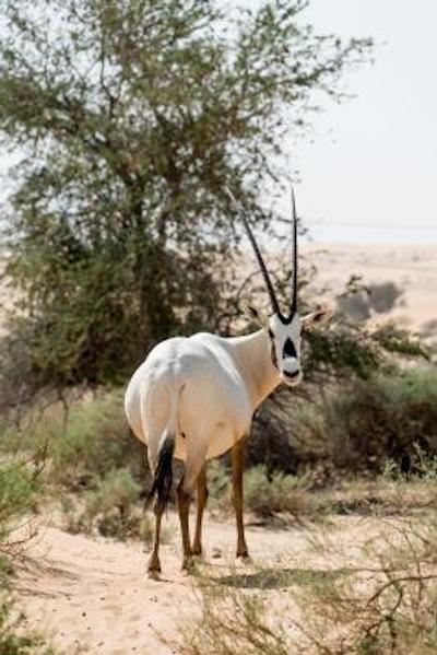 الماها ای لاکچری کالکشن دیزرت ریزورت اند اسپا