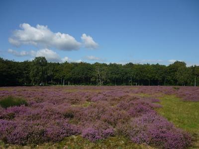 پرنسس هتل لوسدرچت-امستردم