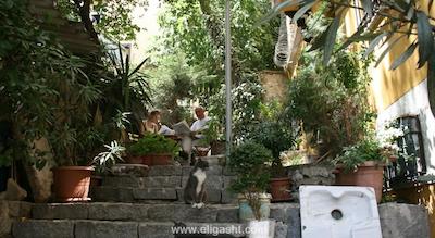 اکلکتیک گست هاوس