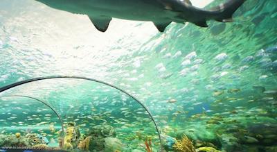 دلتا تورنتو