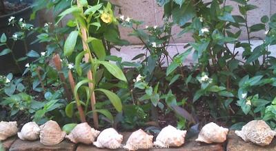 ویلا اسفندون