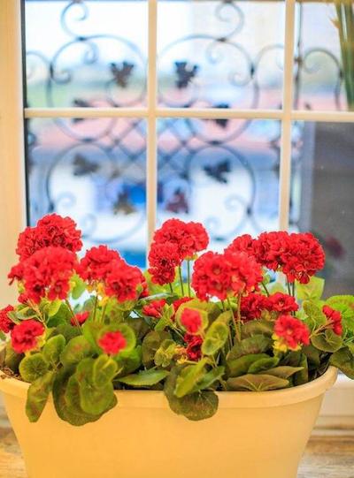 الگانس آسیا هتل