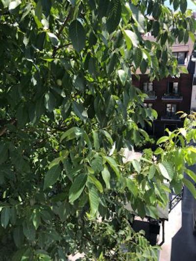 گاردن هاوس استانبول