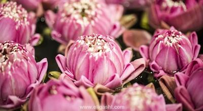 کوئین هتل اند سپا