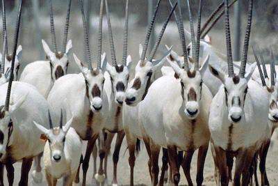 شرایتون گرند دوحه ریزورت اند کانونشن هتل