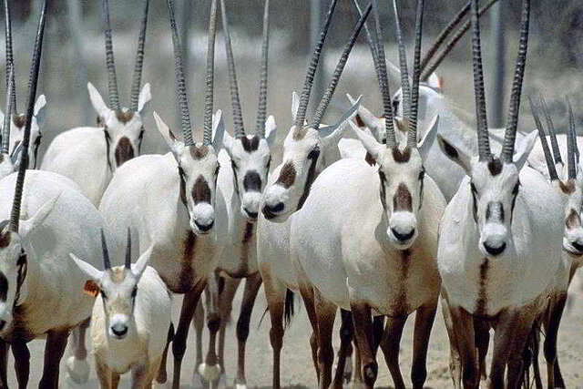 شرایتون گرند دوحه ریزورت اند کانونشن هتل