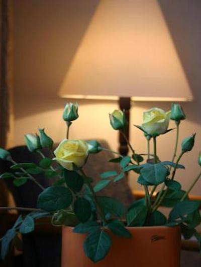 عااد هتل جاسمین