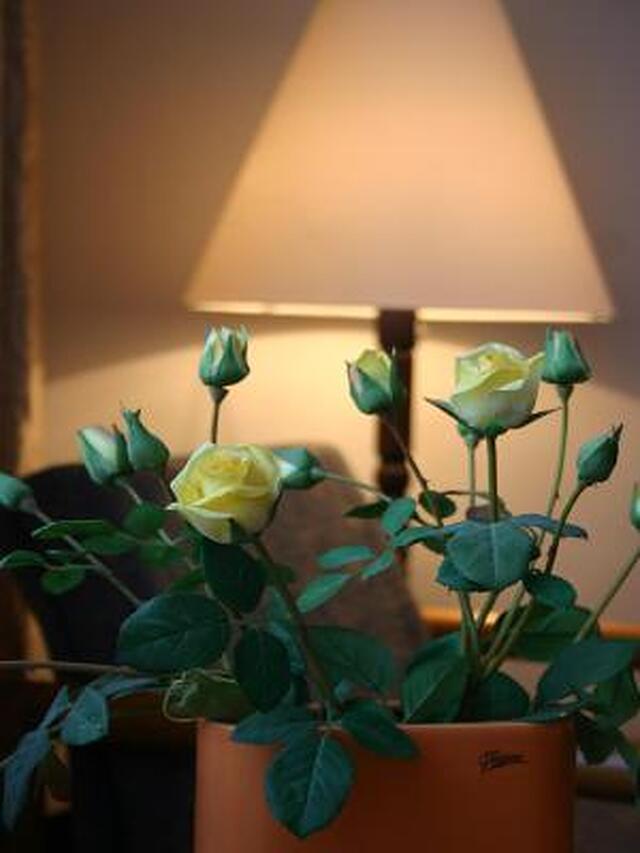 عااد هتل جاسمین