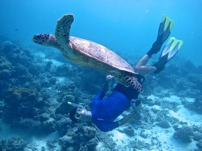 کوکو بودو هیتی