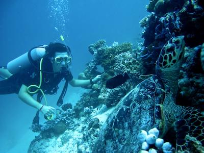 کوکو بودو هیتی