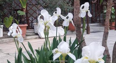 هتل لس آمیس