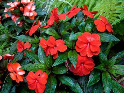 کلسیکس بستی