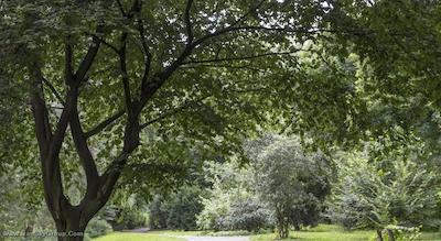 هتل بیگ معما