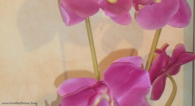گالا