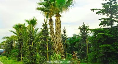 کاداک گاردن هتل