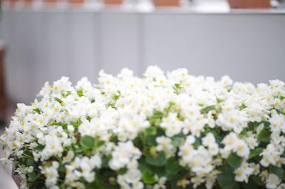 بوتیک پرینسس هتل