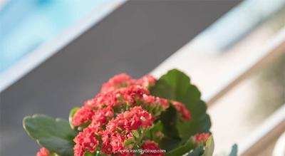 اچرنیس کوللری هتل سویتس