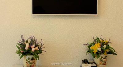 نابت پالاس دومدودوو