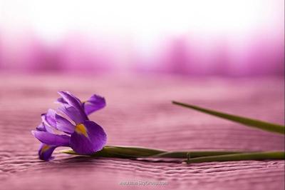 نوسکی کانتور هتل