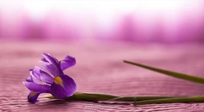 نوسکی کانتور هتل