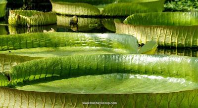 استاسوو هتل