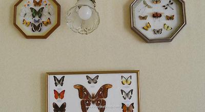 کامفورت آن چخوا