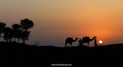 تولیپ این راس ال کیمه
