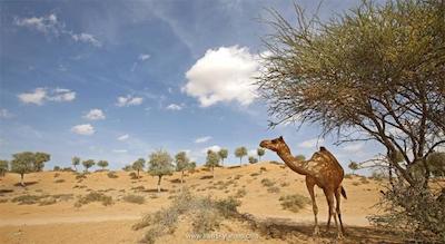 تولیپ این راس ال کیمه