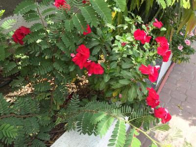 ال مدینه هالیدی