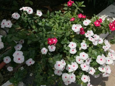 ال مدینه هالیدی