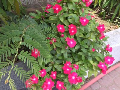 ال مدینه هالیدی