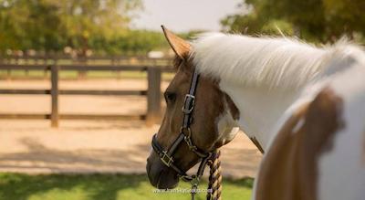 دیزرت پالم ریزورت