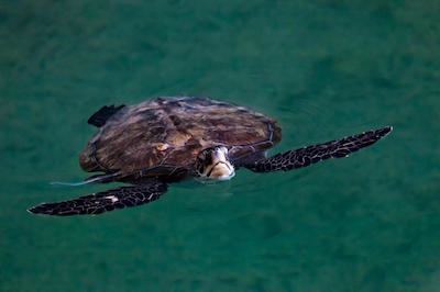 مدینه جمیرا-مینا السلام