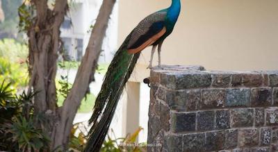 جا پالم تری کورت اند اسپا