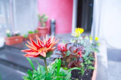 نیو پالاس شاردنی