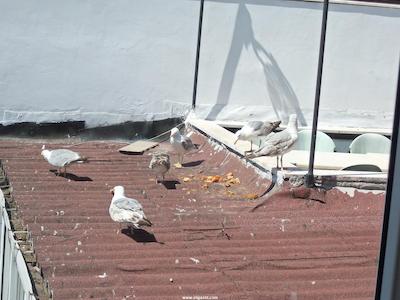 کاسموپولیتن پارک