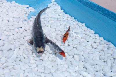 وایندهام آتن رزیدنس