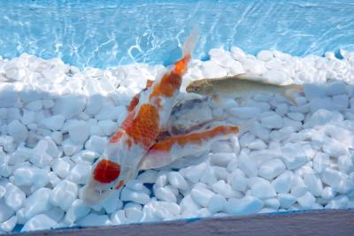 وایندهام آتن رزیدنس