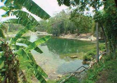 نوتوتون پالنک