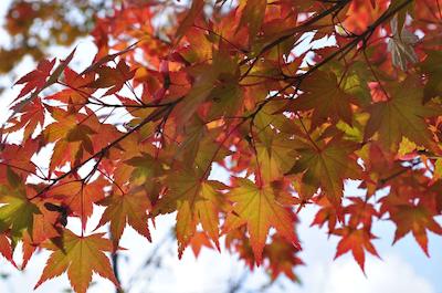 آیرپردتل برلین-ادلرشف