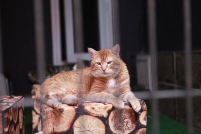 سانلی سوئیت هتل