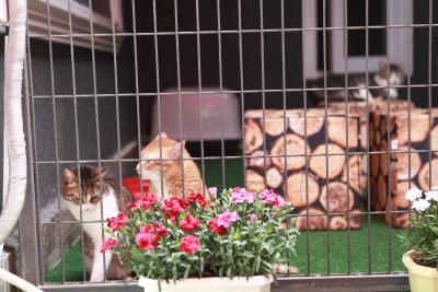 سانلی سوئیت هتل