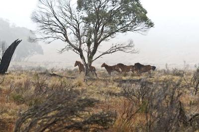 بست وسترن متل فارینگتون