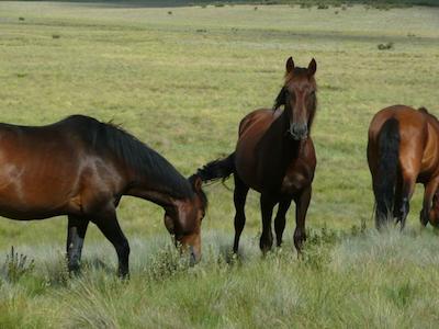 بست وسترن متل فارینگتون
