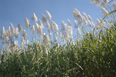 بست وسترن بولوارد لج